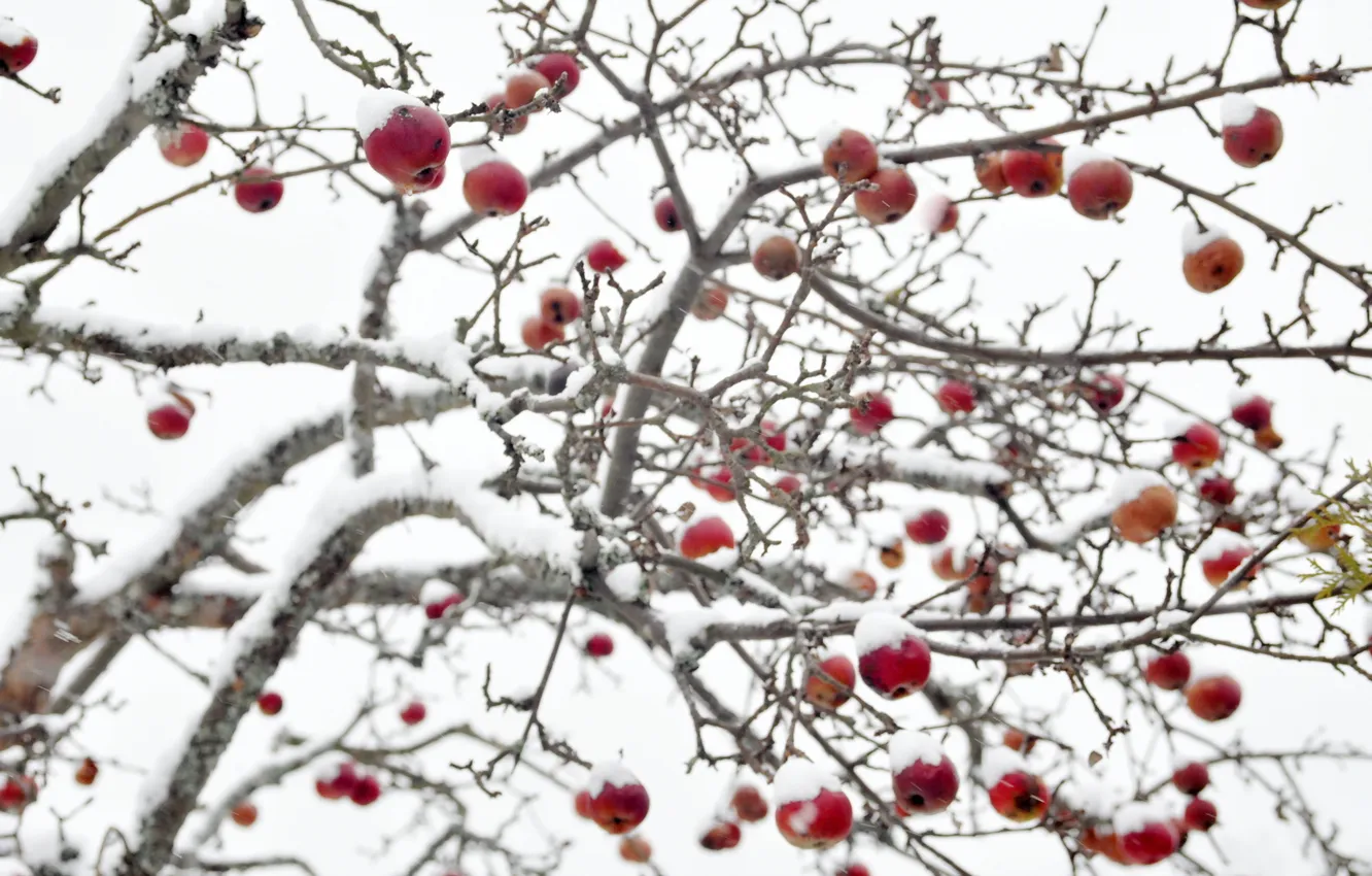Фото обои зима, яблоки, яблоня
