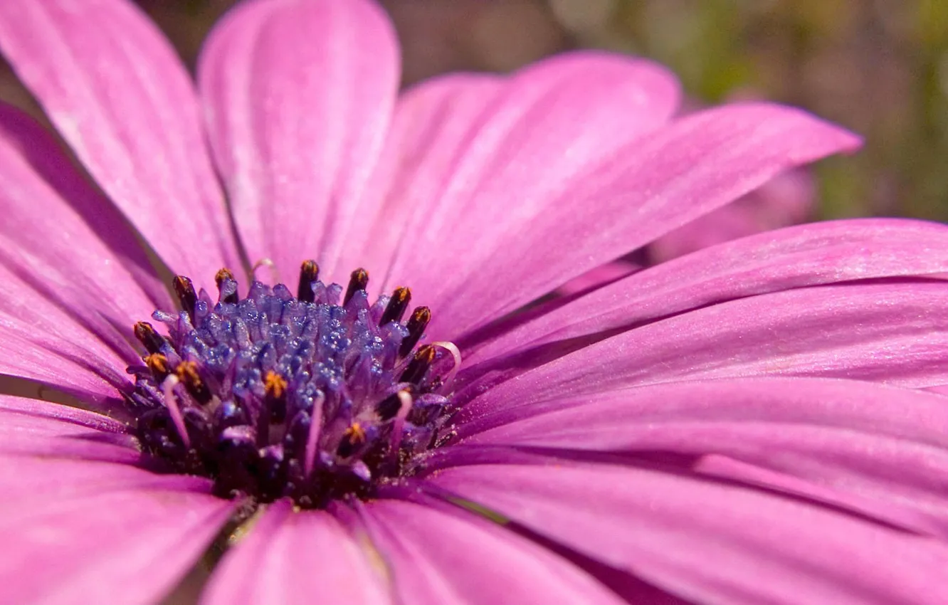 Фото обои фиолетовый, пыльца, растение