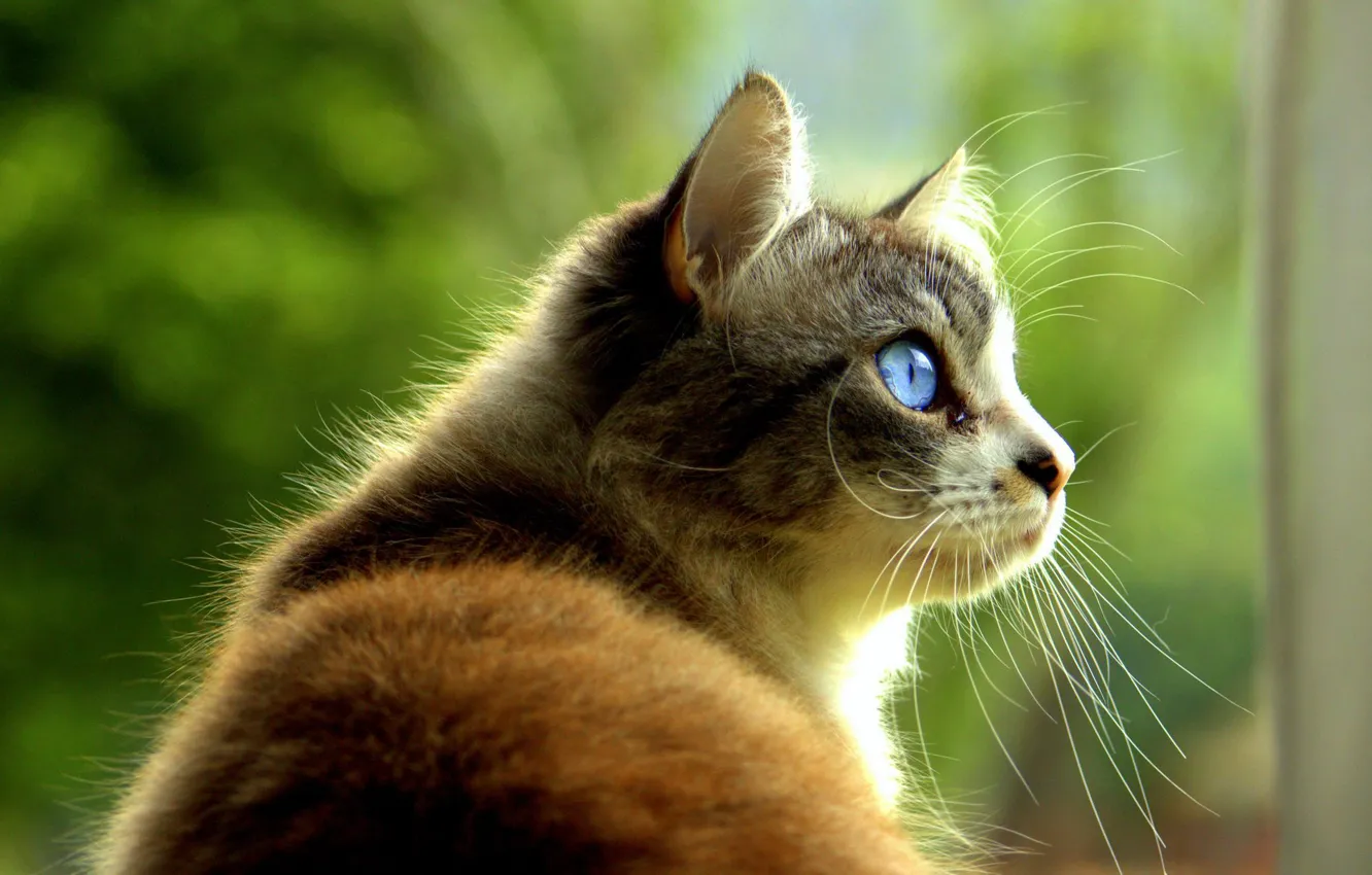 Фото обои голубые глаза, в профиль, пятнистая кошка