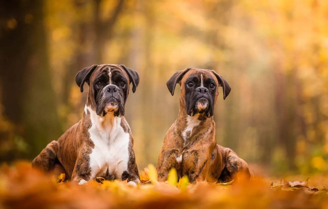 Фото обои осень, собаки, пара