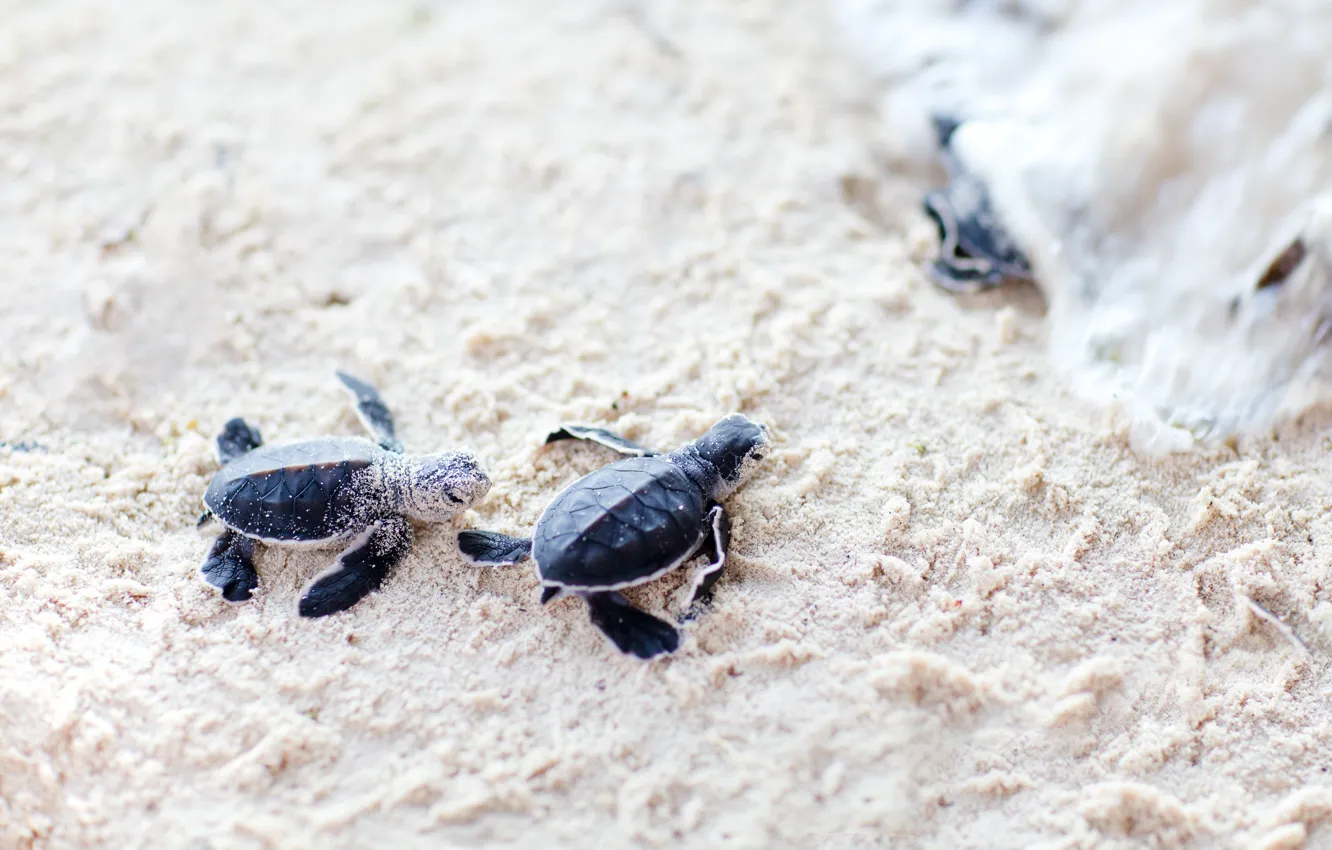 Фото обои turtles, sand, pups