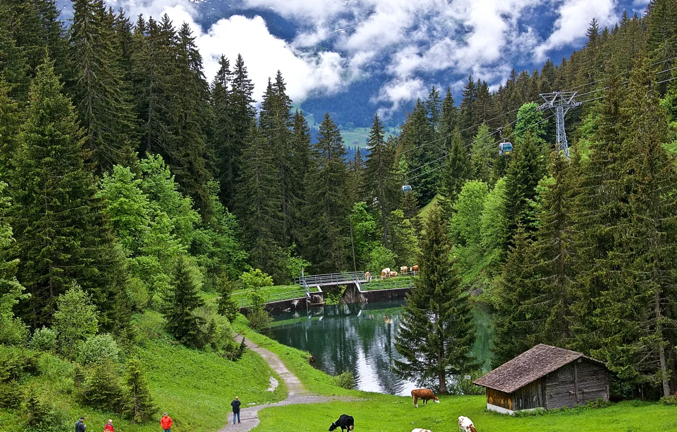Фото обои зелень, лес, трава, облака, деревья, горы, высота, Швейцария