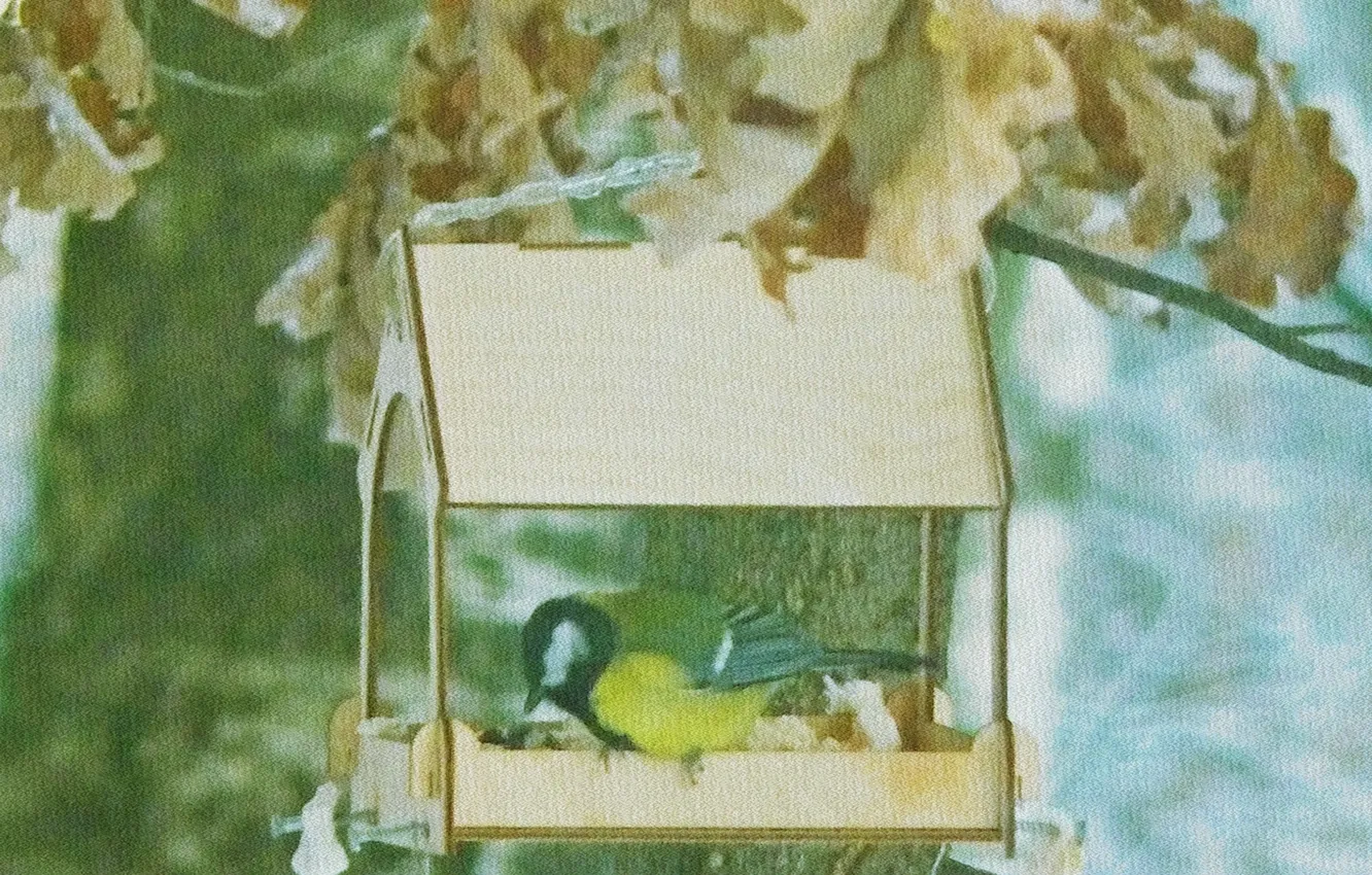 Фото обои природа, птица, синица