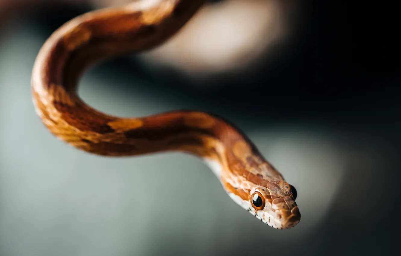 Фото обои snake, head, reptile