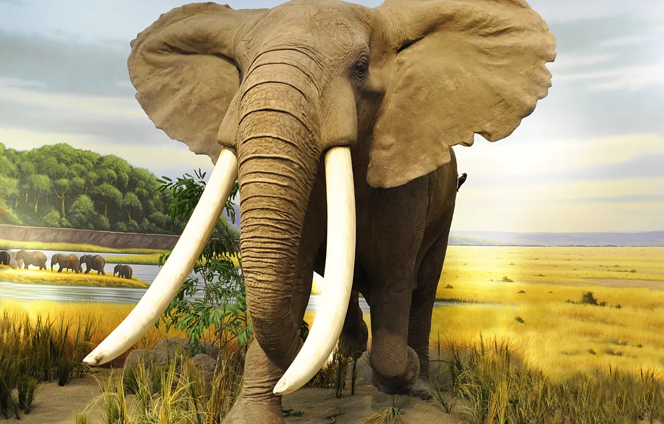 Фото обои Природа, Слон, Животные