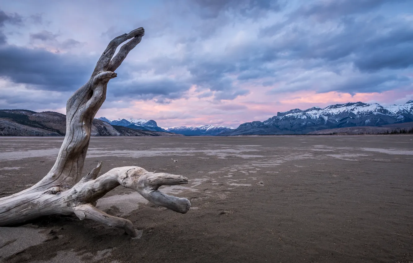 Фото обои горы, дерево, Jeff Wallace, Driftwood on Japser Lake