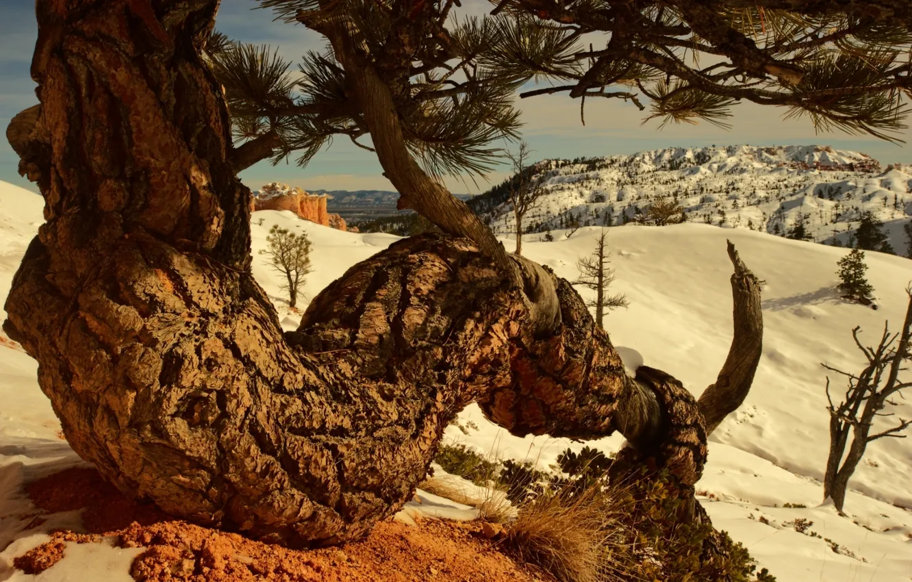 Фото обои mountains, snow, tree