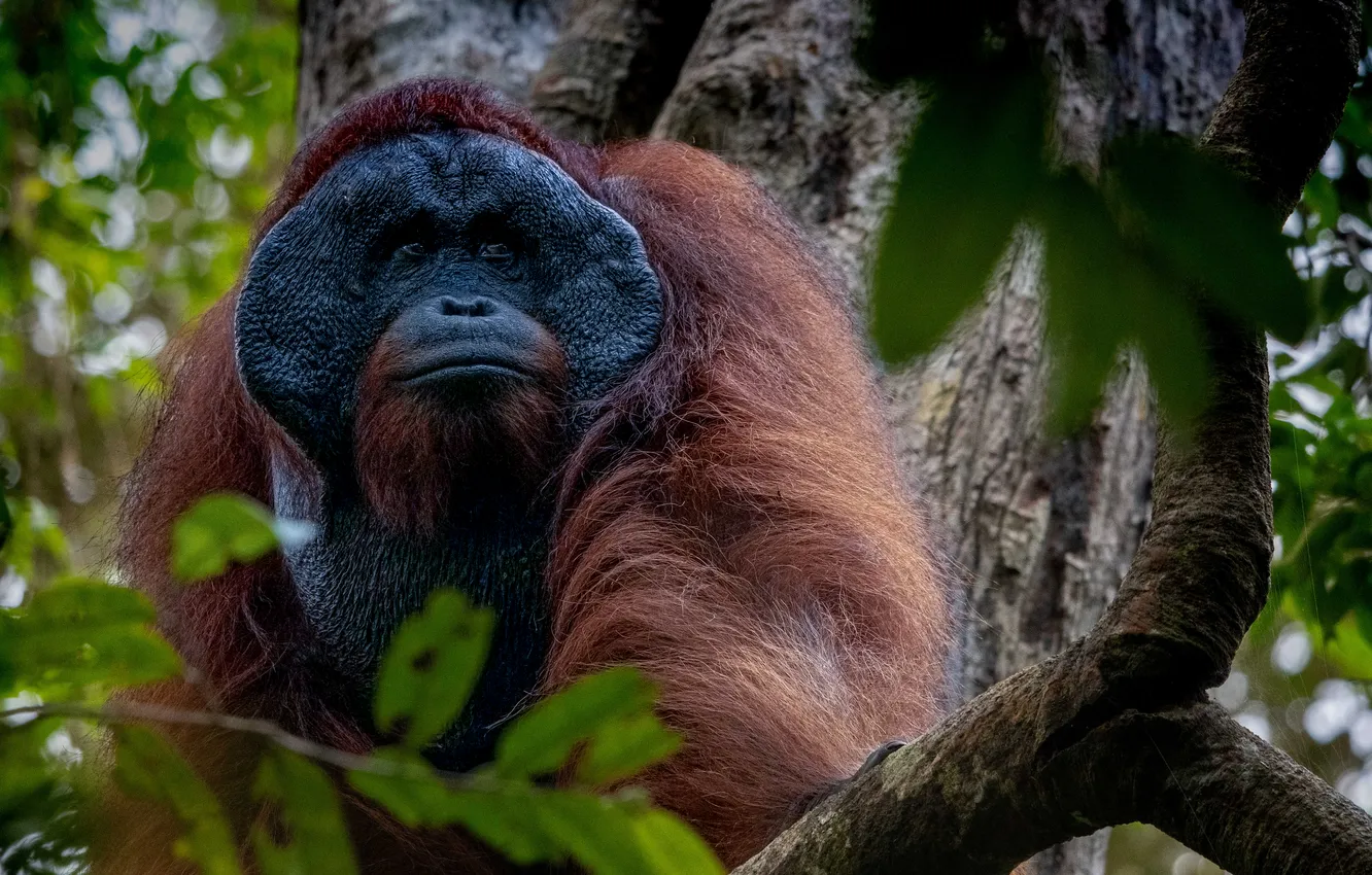 Фото обои jungle, primate, orangutan