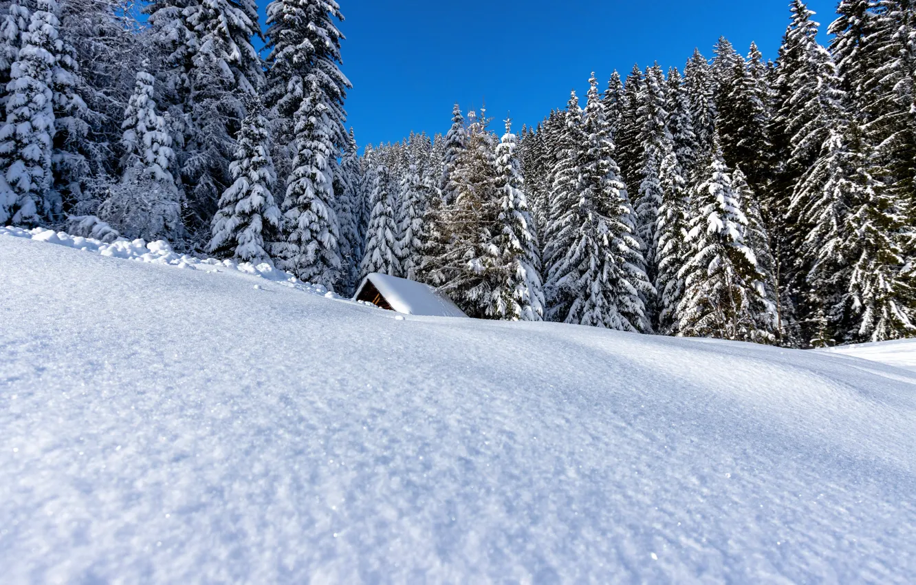 Фото обои зима, крыша, лес, снег, деревья, пейзаж, природа, ели