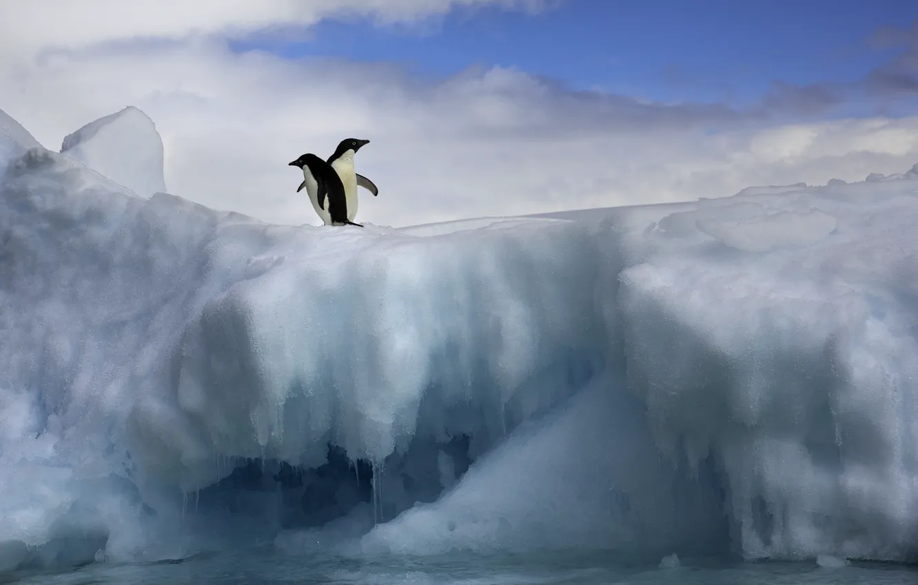 Фото обои лед, снег, пингвины, пара