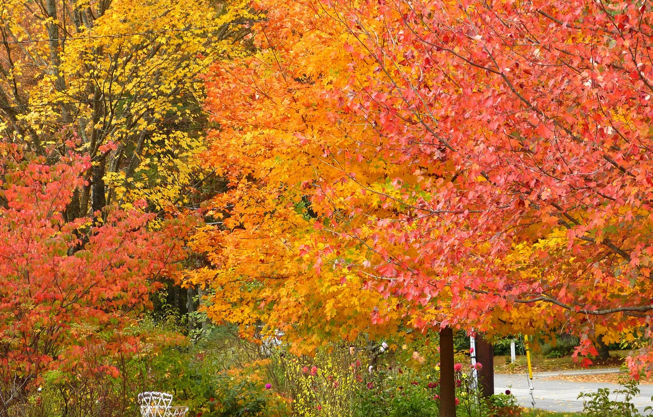 Фото обои осень, деревья, парк, скамья