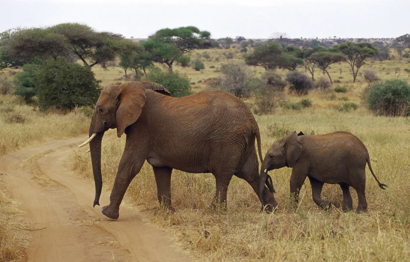 Фото обои африка, слоны, слоненок, elephant