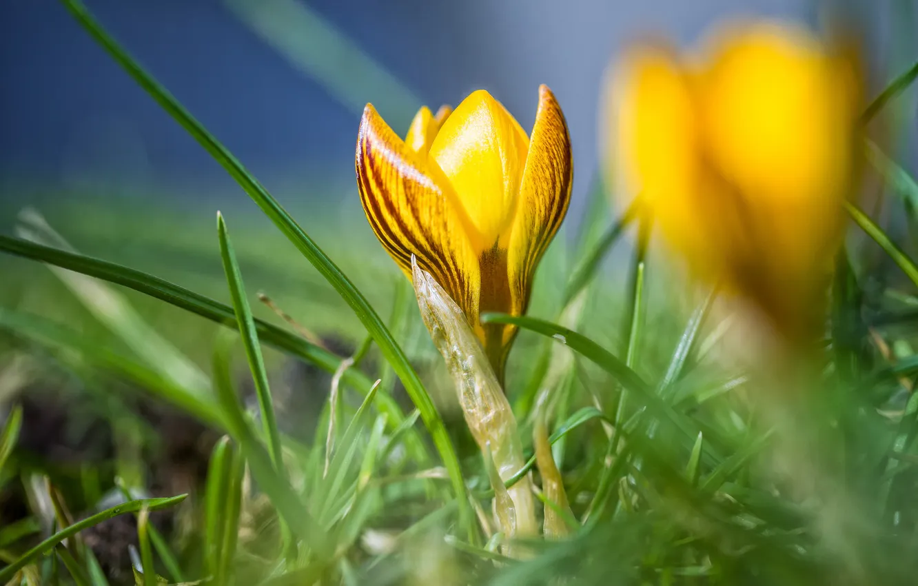 Фото обои зелень, цветок, желтый, весна, крокус