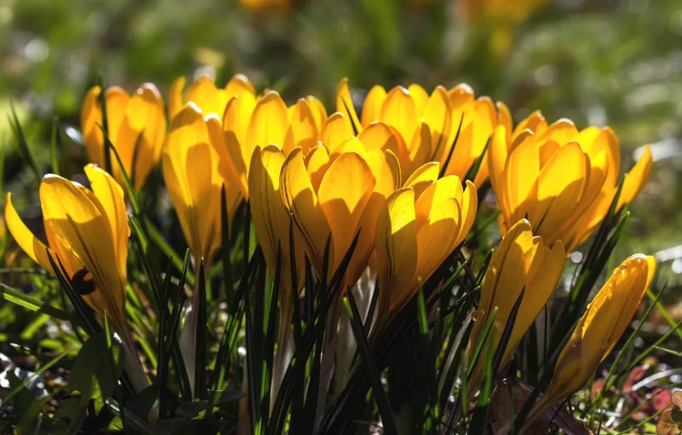 Фото обои весна, желтые, крокусы