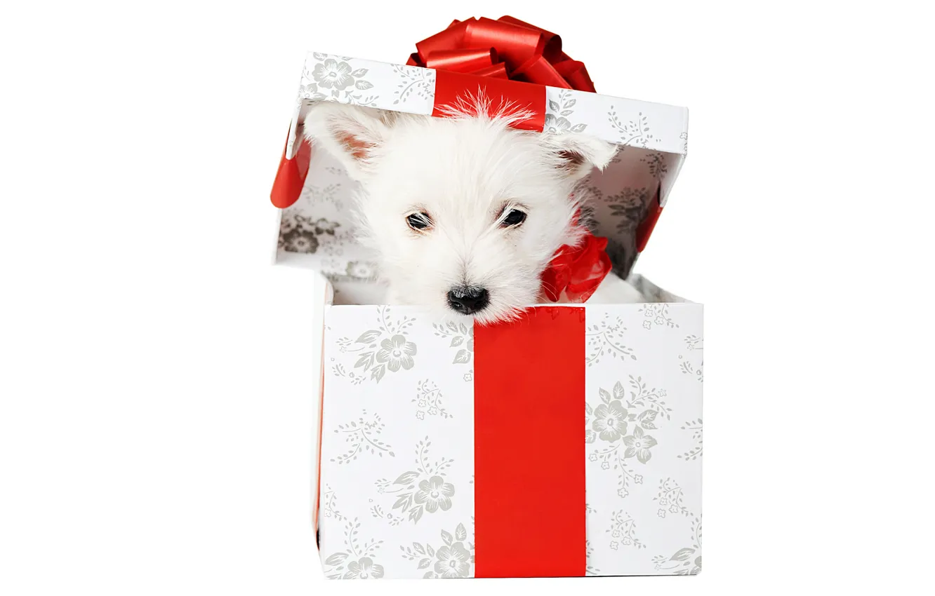 Фото обои животные, белый, красный, праздник, коробка, подарок, новый год, собака