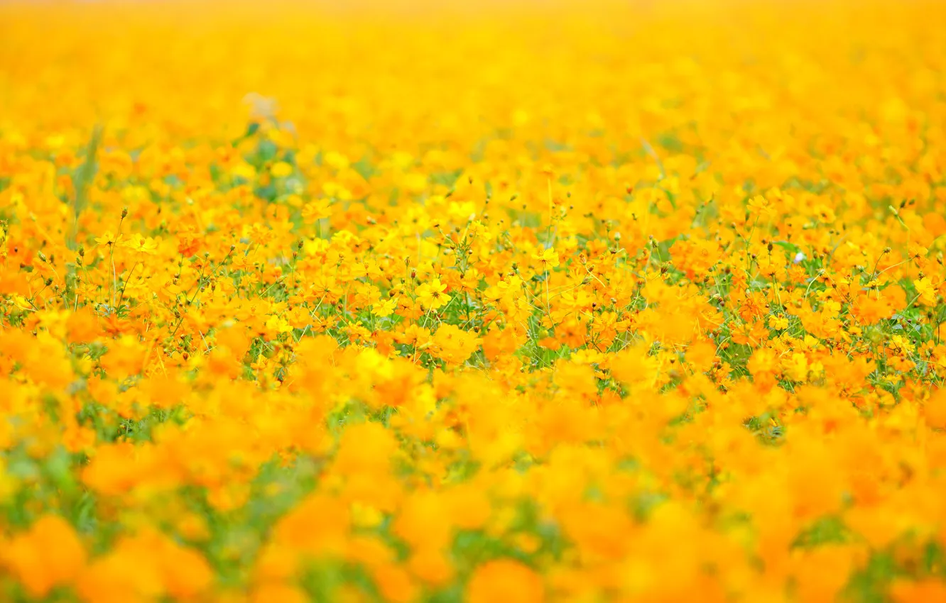 Фото обои поле, лето, космос, цветы, фон, поляна, желтые, луг