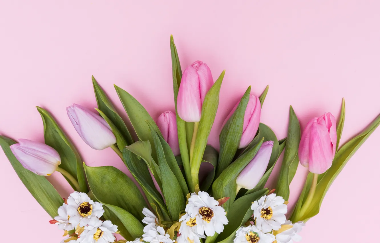 Фото обои цветы, тюльпаны, розовые, fresh, pink, flowers, tulips, spring