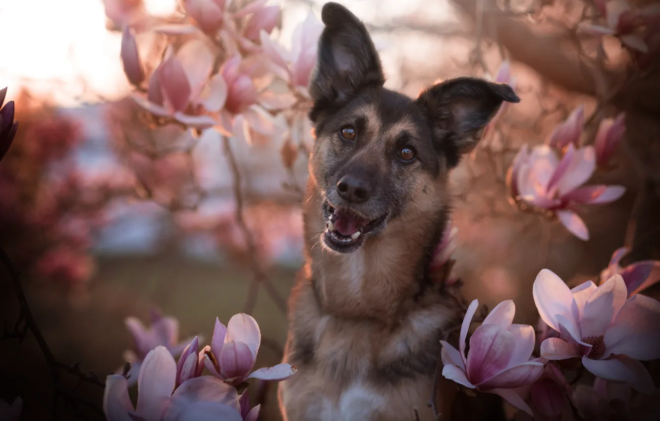 Фото обои морда, цветы, ветки, улыбка, портрет, собака, весна, цветение