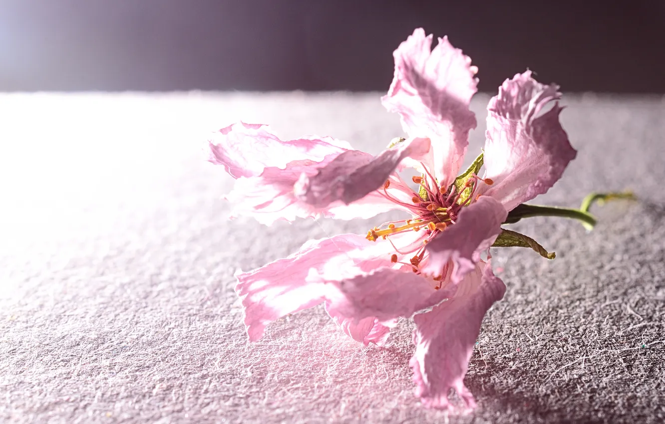 Фото обои цветок, поверхность, розовый, лепестки