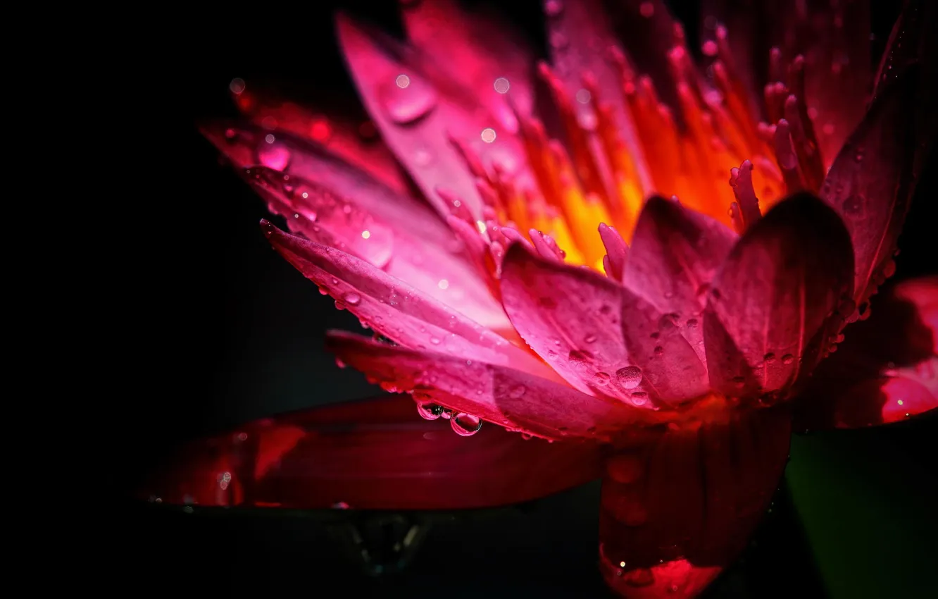 Фото обои цветок, макро, розовый, водяная лилия