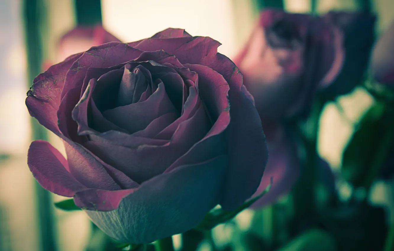 Фото обои цветы, розы, фокус, темные