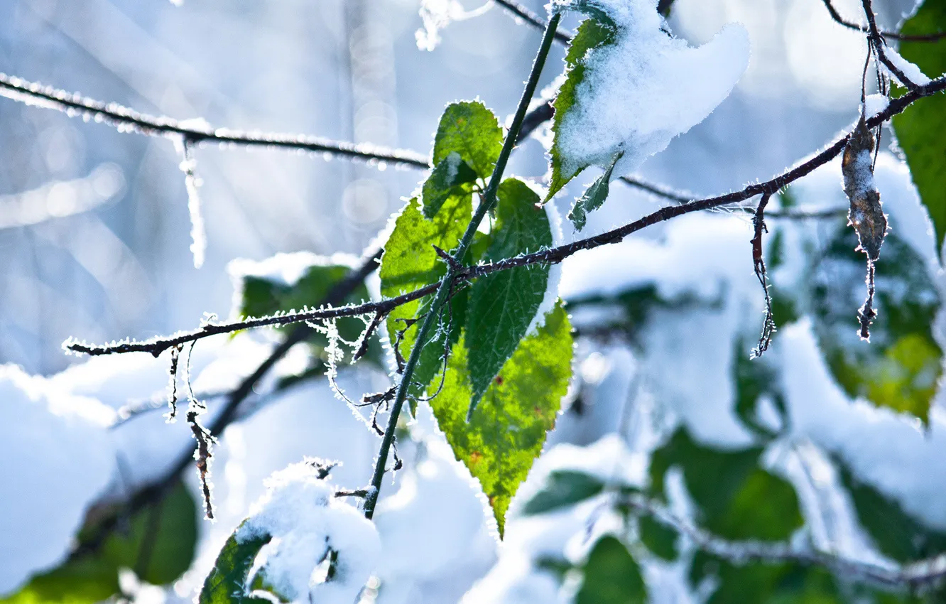 Фото обои зима, листья, снег, ветки, мороз