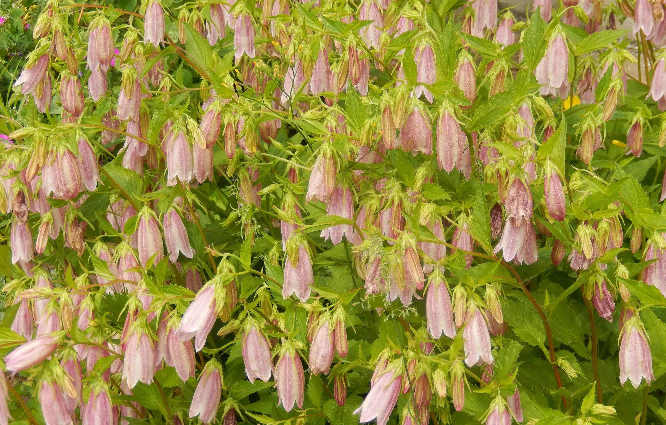 Фото обои цветы, widescreen, обои, wallpaper, кусты, широкоформатные, background, обои на рабочий стол