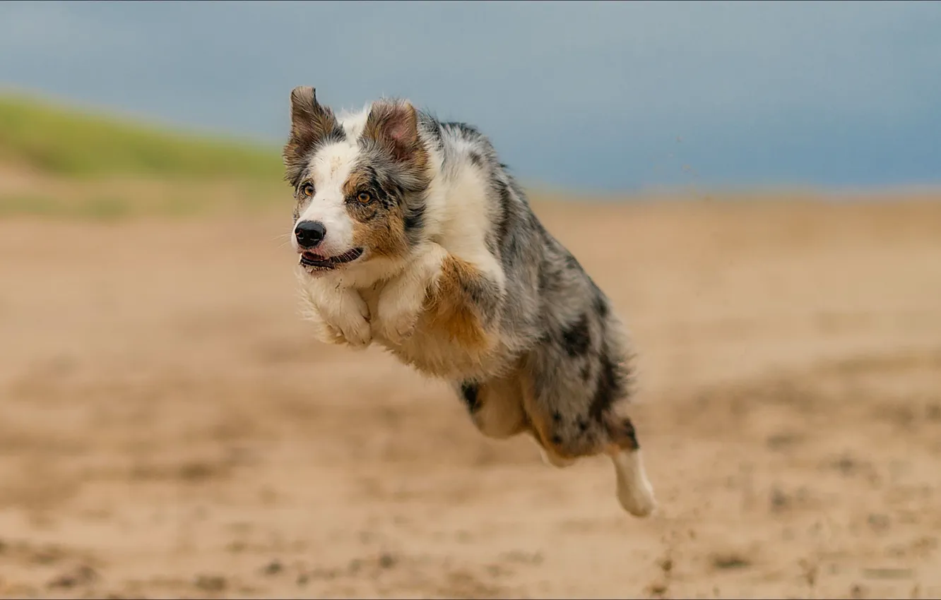 Фото обои прыжок, собака, jump, момент, dog, moment