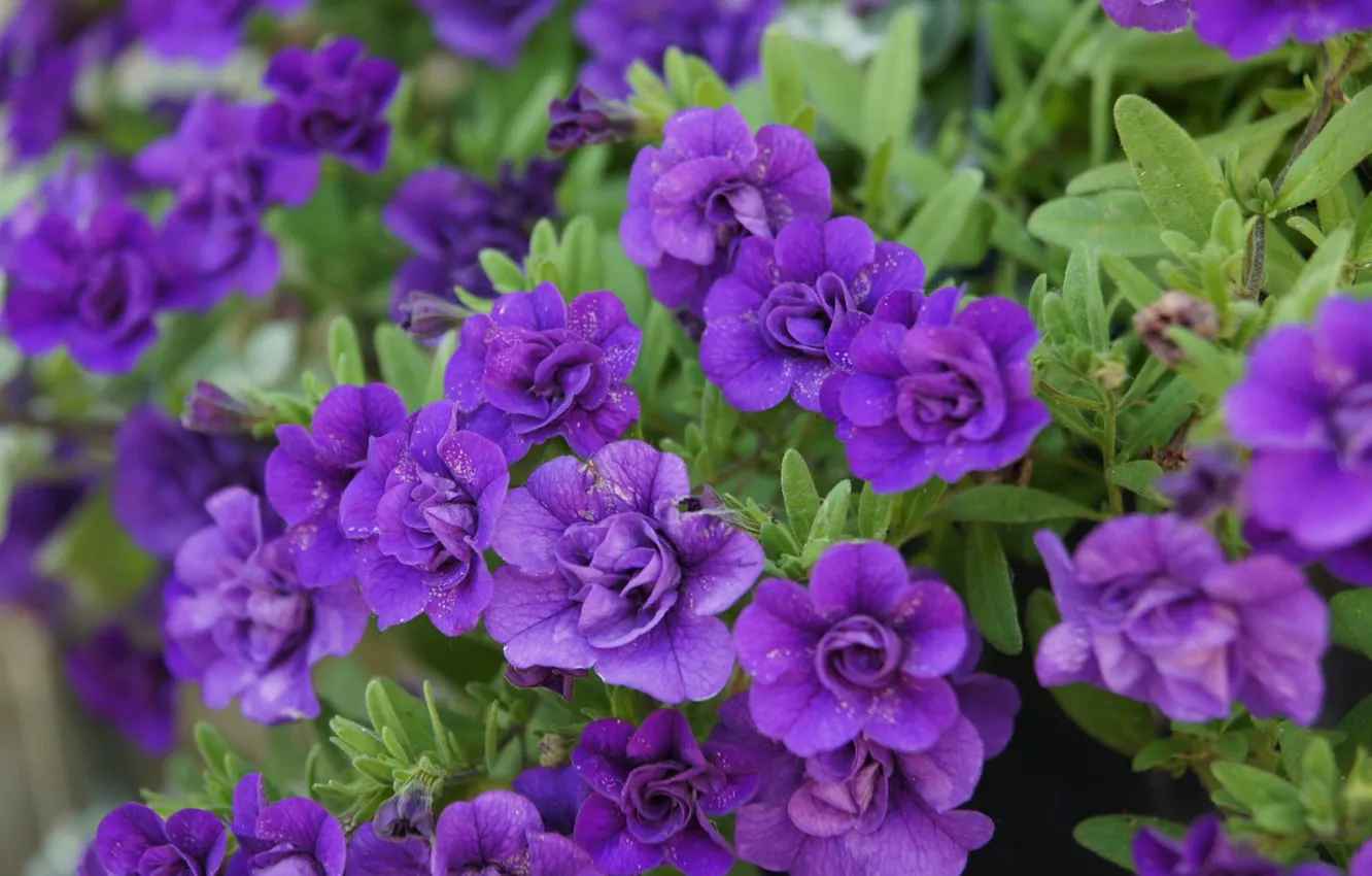 Фото обои фиолетовые, цветки, Калибрахоа