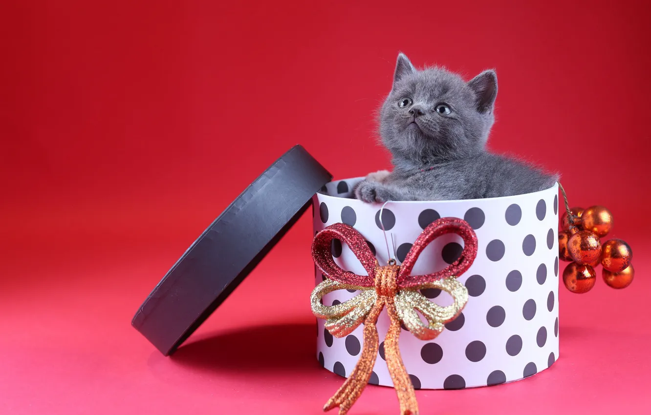 Фото обои кошка, взгляд, шарики, украшения, котенок, серый, коробка, подарок