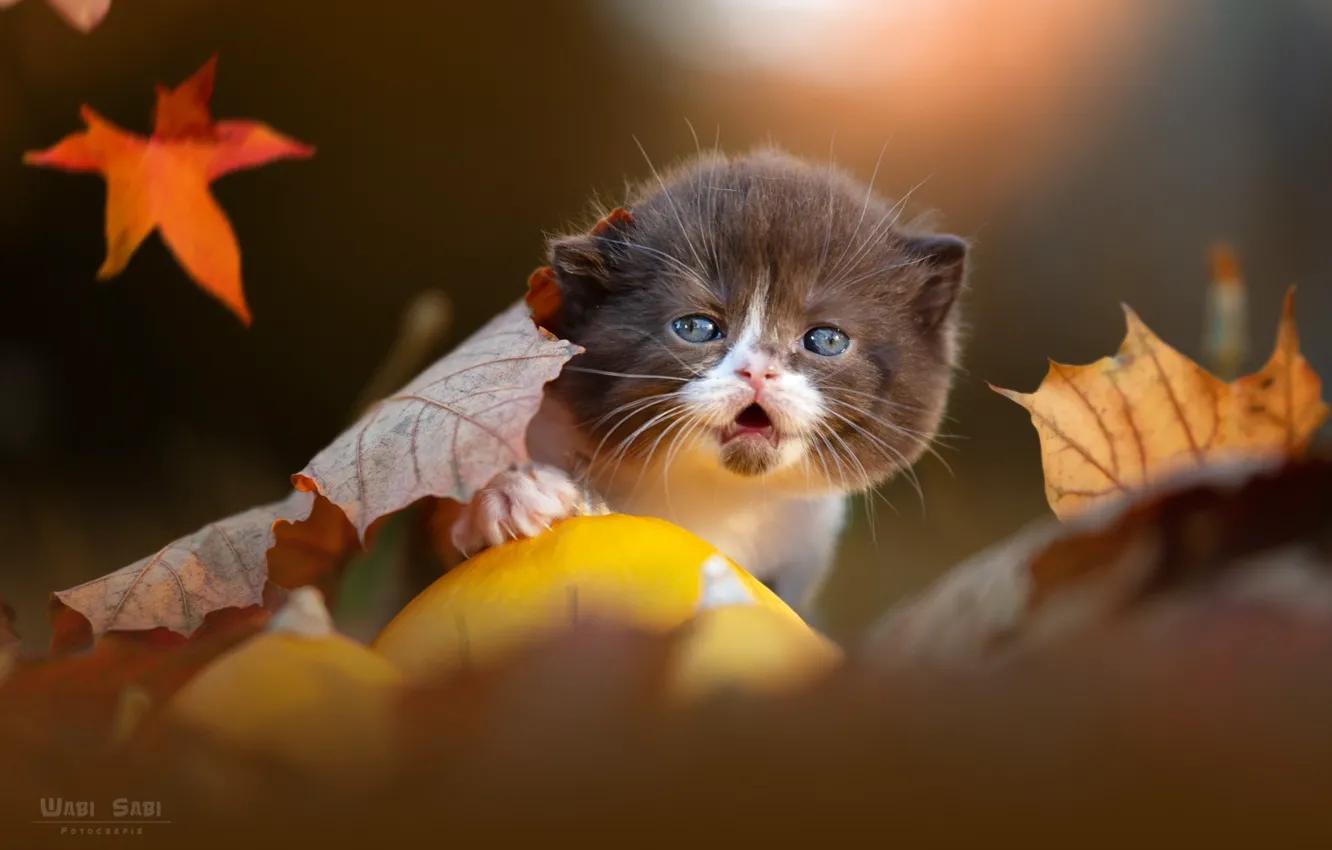 Фото обои кошка, листья, котенок