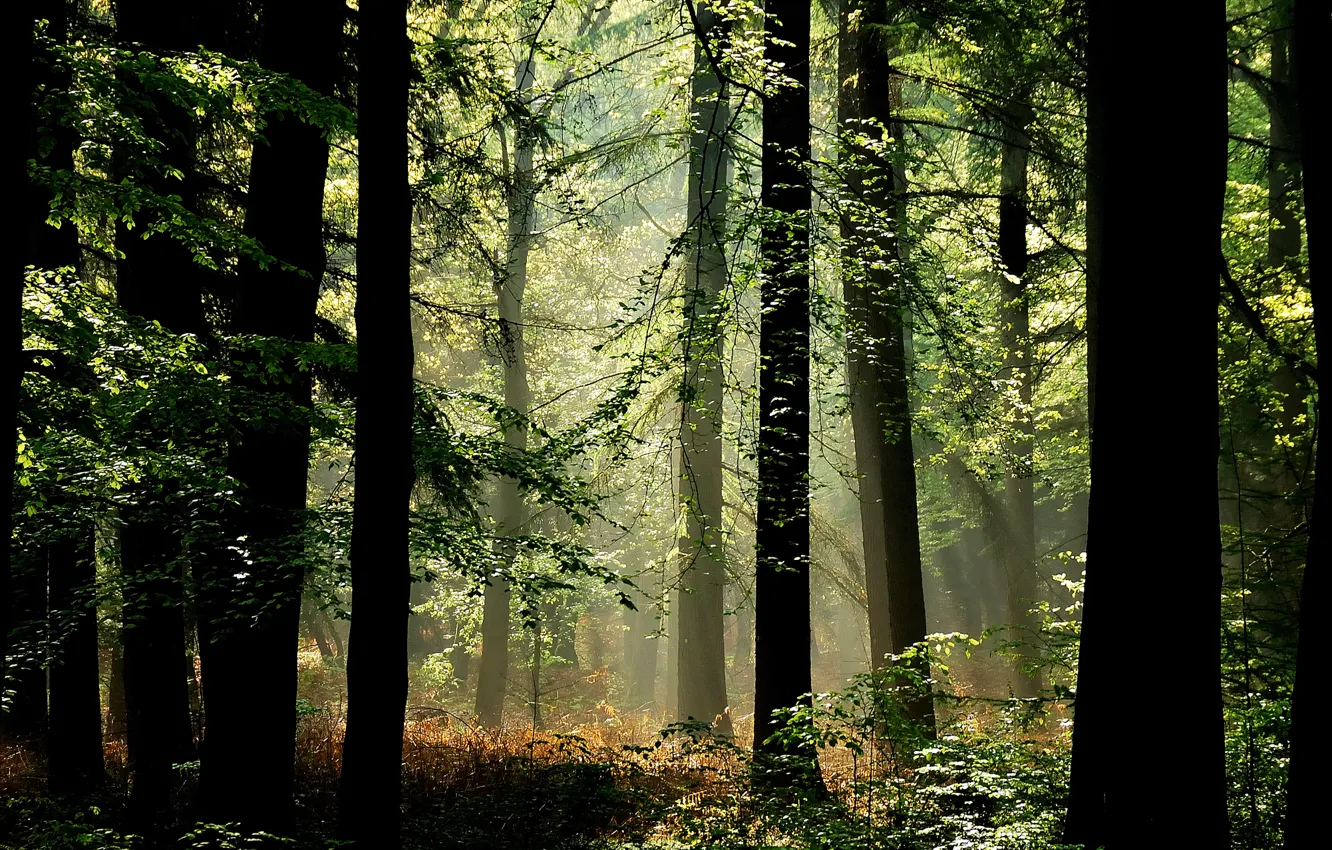 Фото обои лес, деревья, ветки