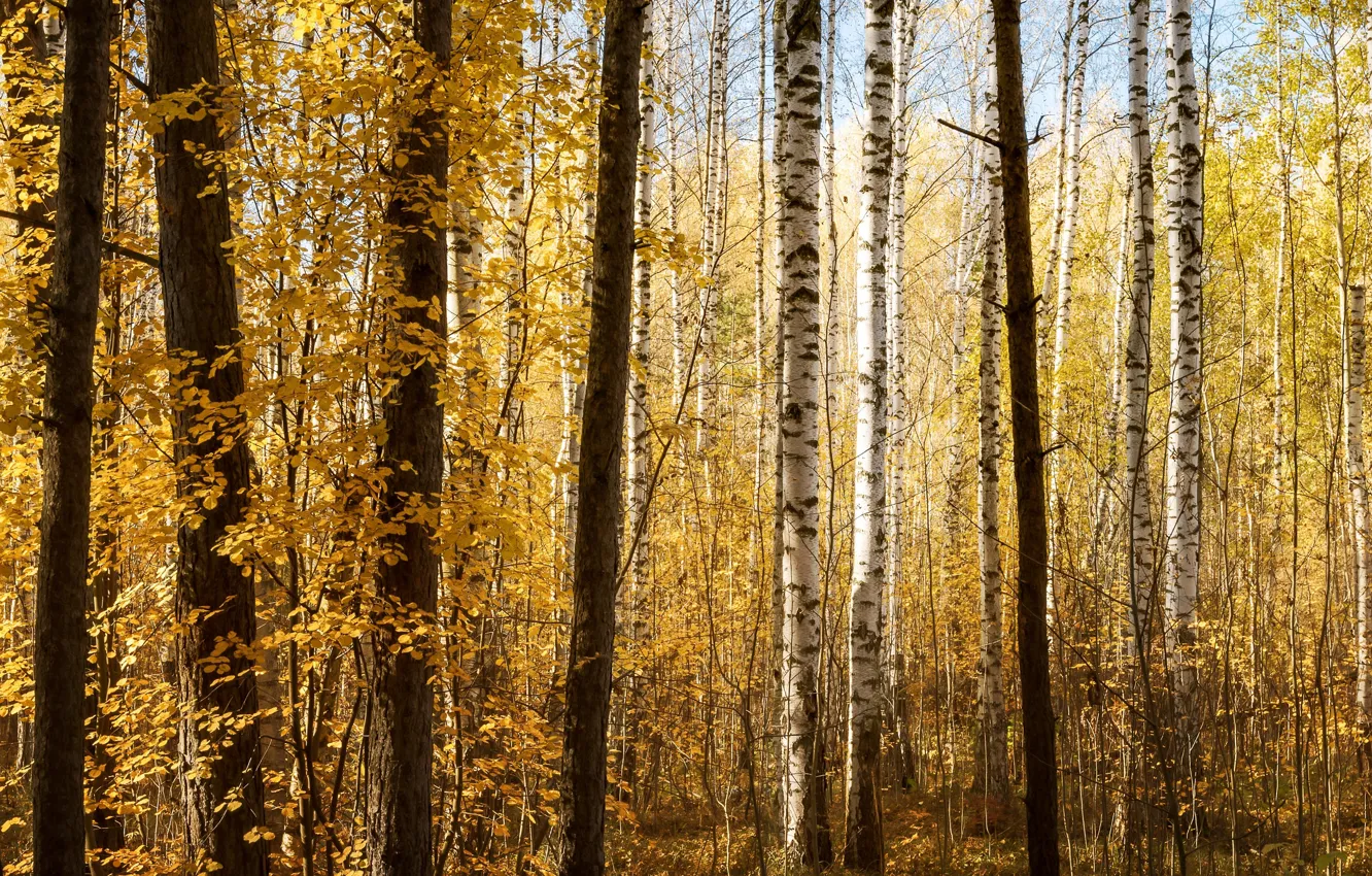Фото обои осень, лес, деревья, ветки, стволы, листва, березы, роща