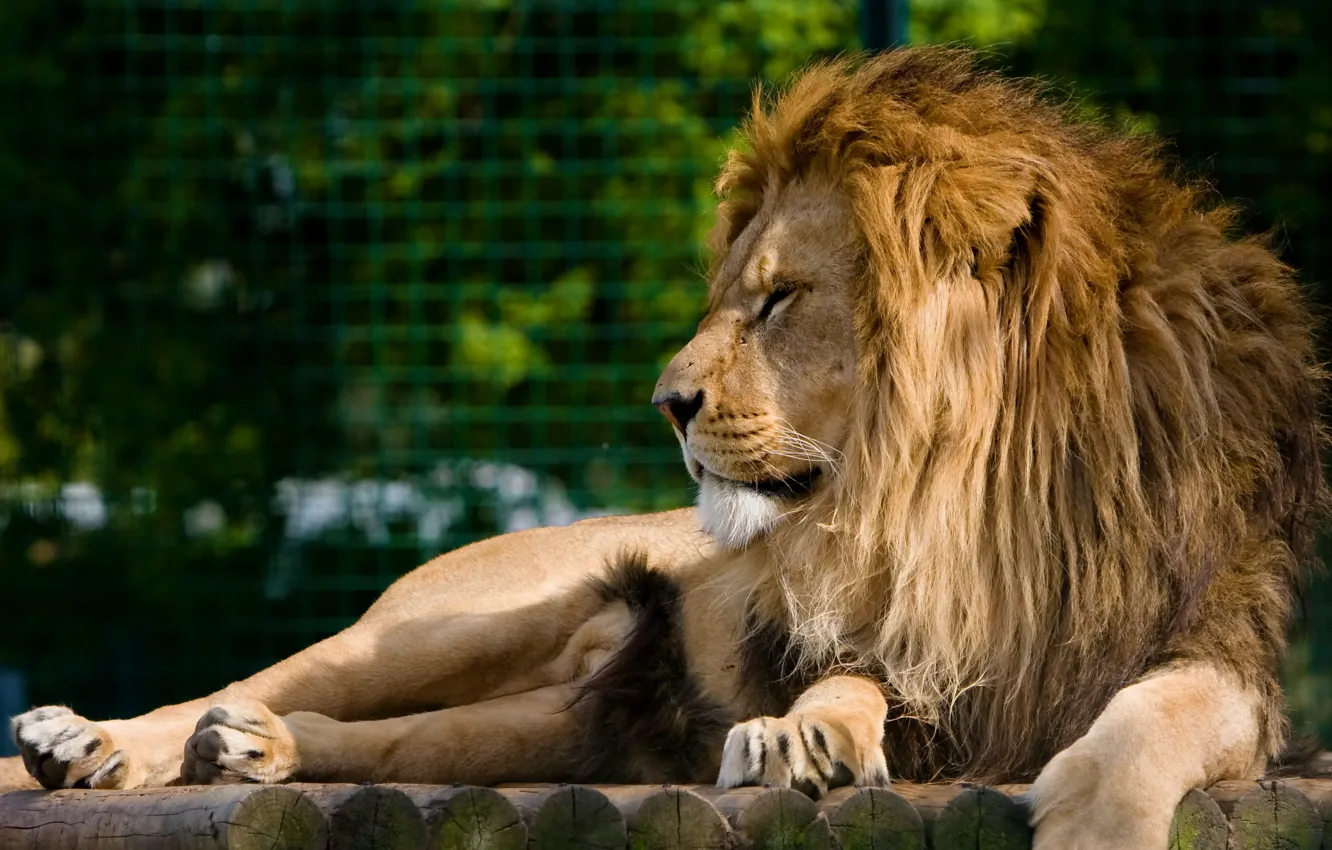 Фото обои морда, отдых, хищник, лев, грива