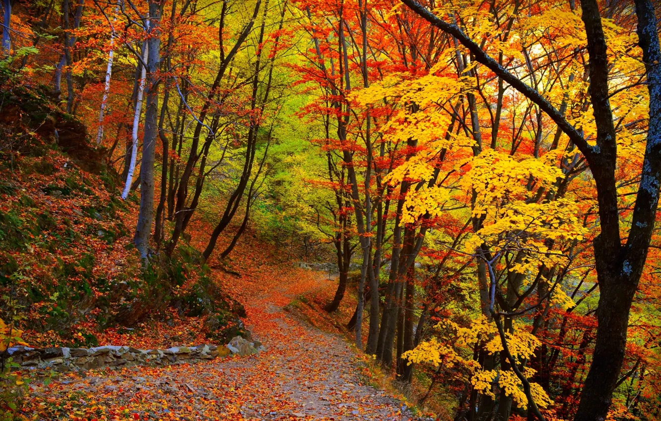 Фото обои осень, лес, листья, деревья, forest, Nature, листопад, тропинка