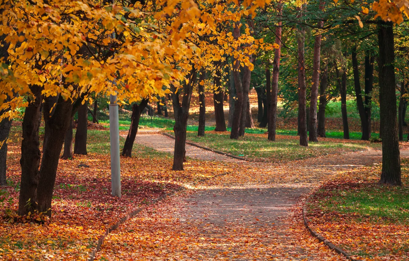 Фото обои осень, листья, деревья, парк, colorful, nature, park, autumn