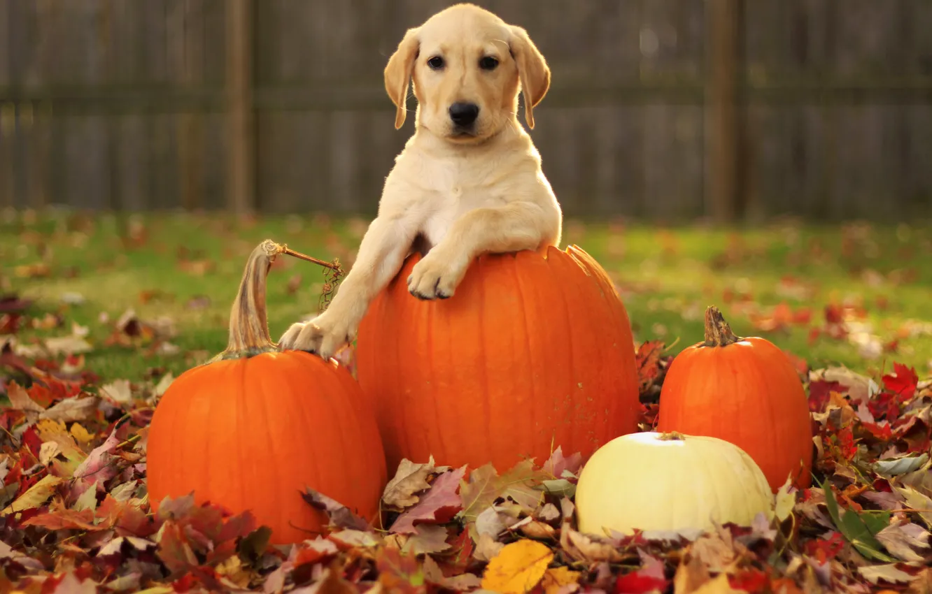 Фото обои осень, листья, собака, тыквы, щенок, лабрадор ретривер, pupkin, labrador retriever