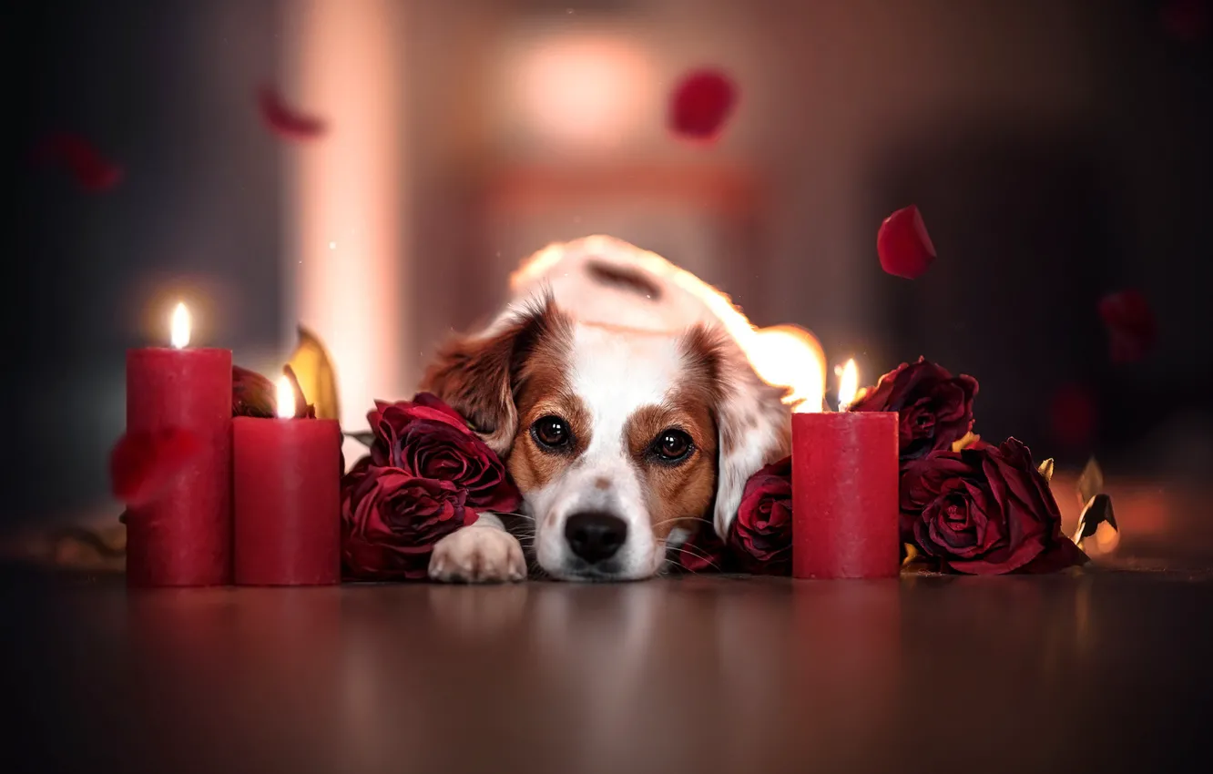 Фото обои взгляд, морда, цветы, розы, собака, свечи, лепестки, боке
