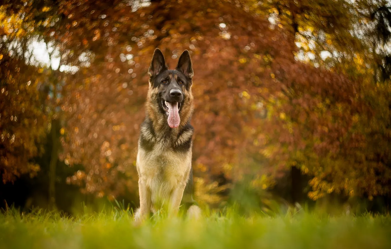 Фото обои взгляд, друг, собака