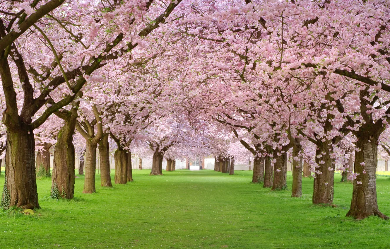 Фото обои деревья, розовая, красота, весна, лепестки, аллея, цветение, Spring blossom