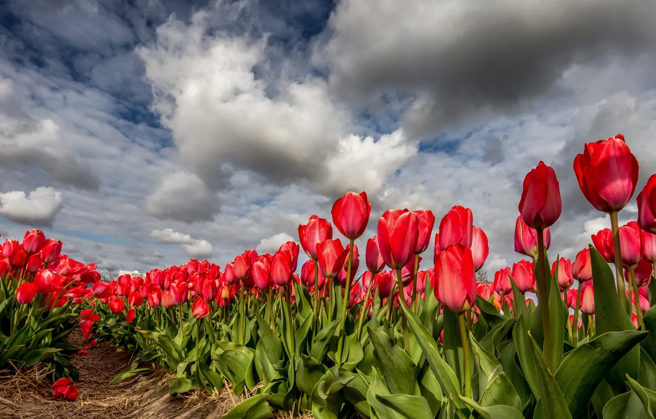 Фото обои облака, весна, тюльпаны