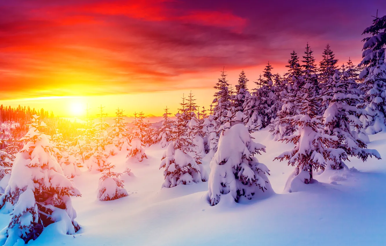 Фото обои закат, фото, Небо, Природа, Зима, Снег, Рассвет, Ель