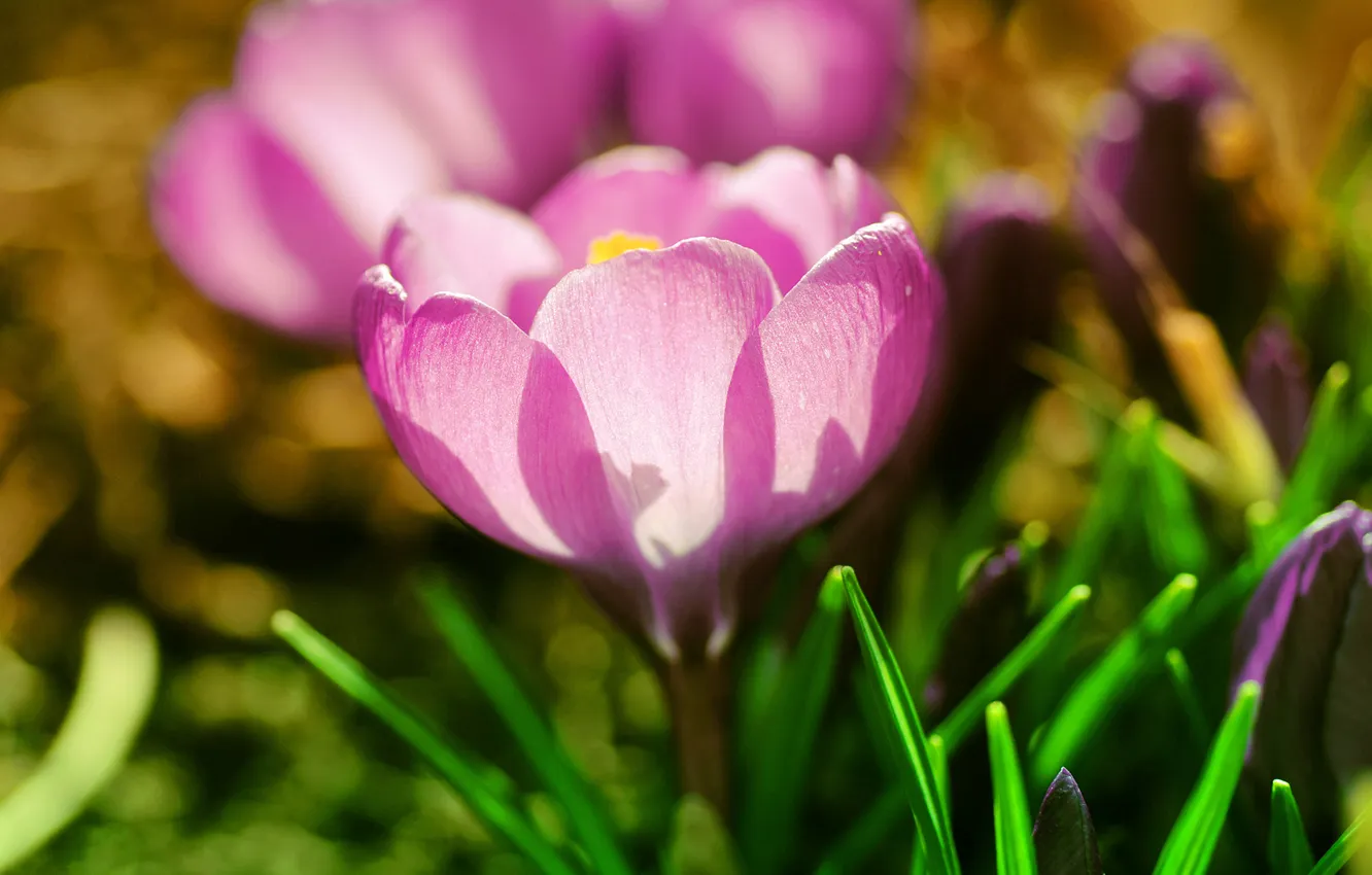 Фото обои цветок, трава, макро, свет, розовый, весна, лепестки, первоцвет