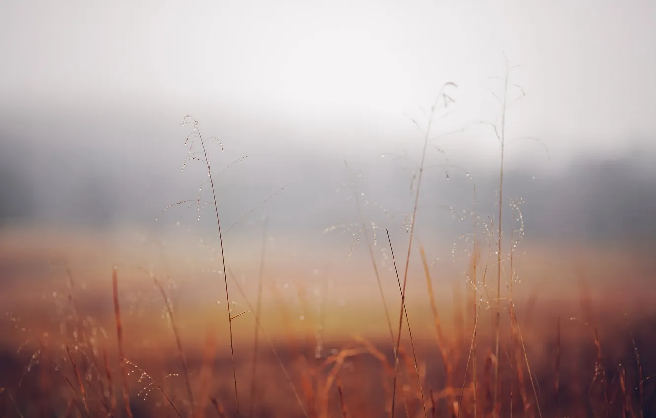 Фото обои трава, макро, природа, туман