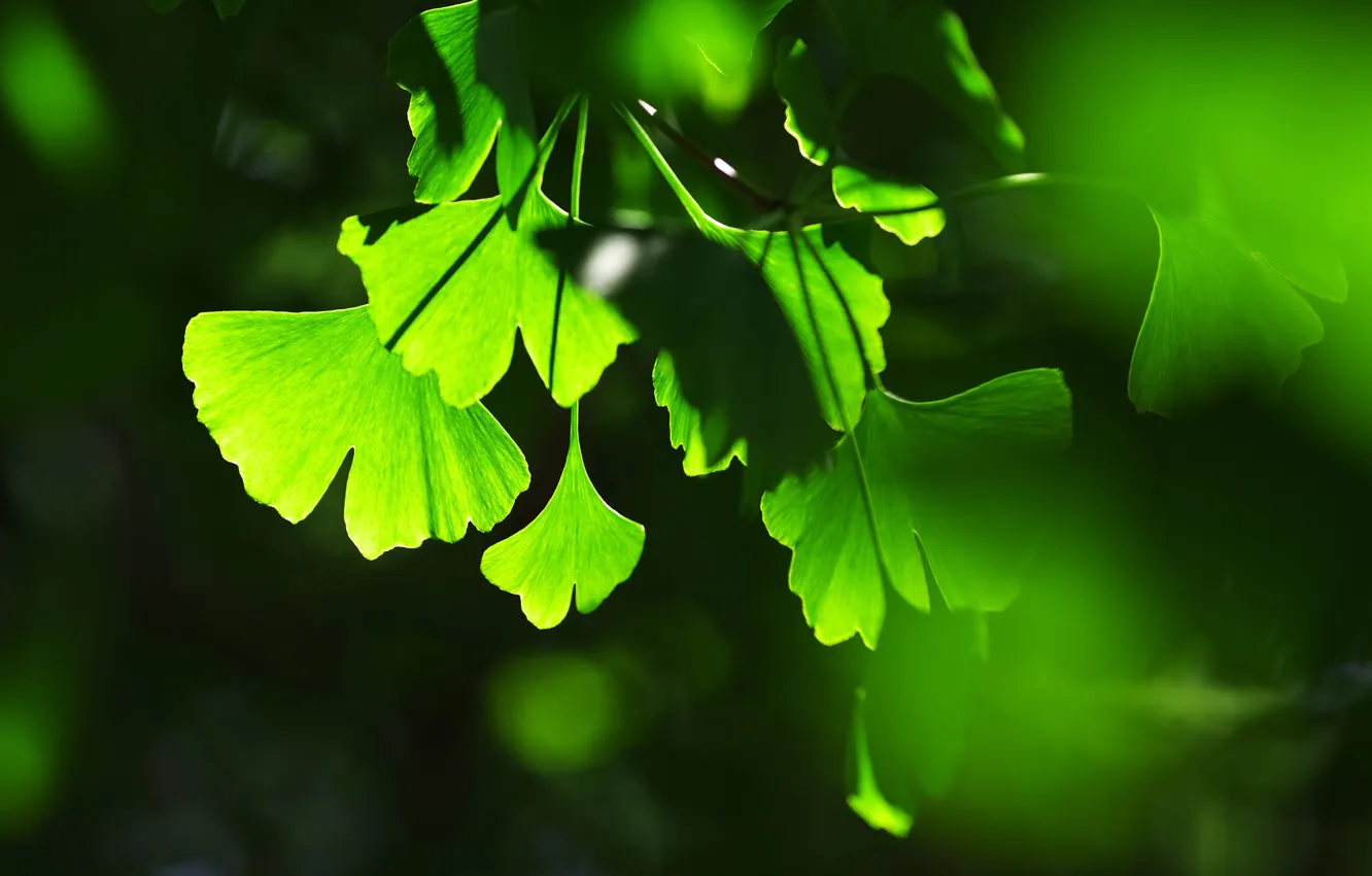 Фото обои листья, фон, игра, тени, зелёные, света