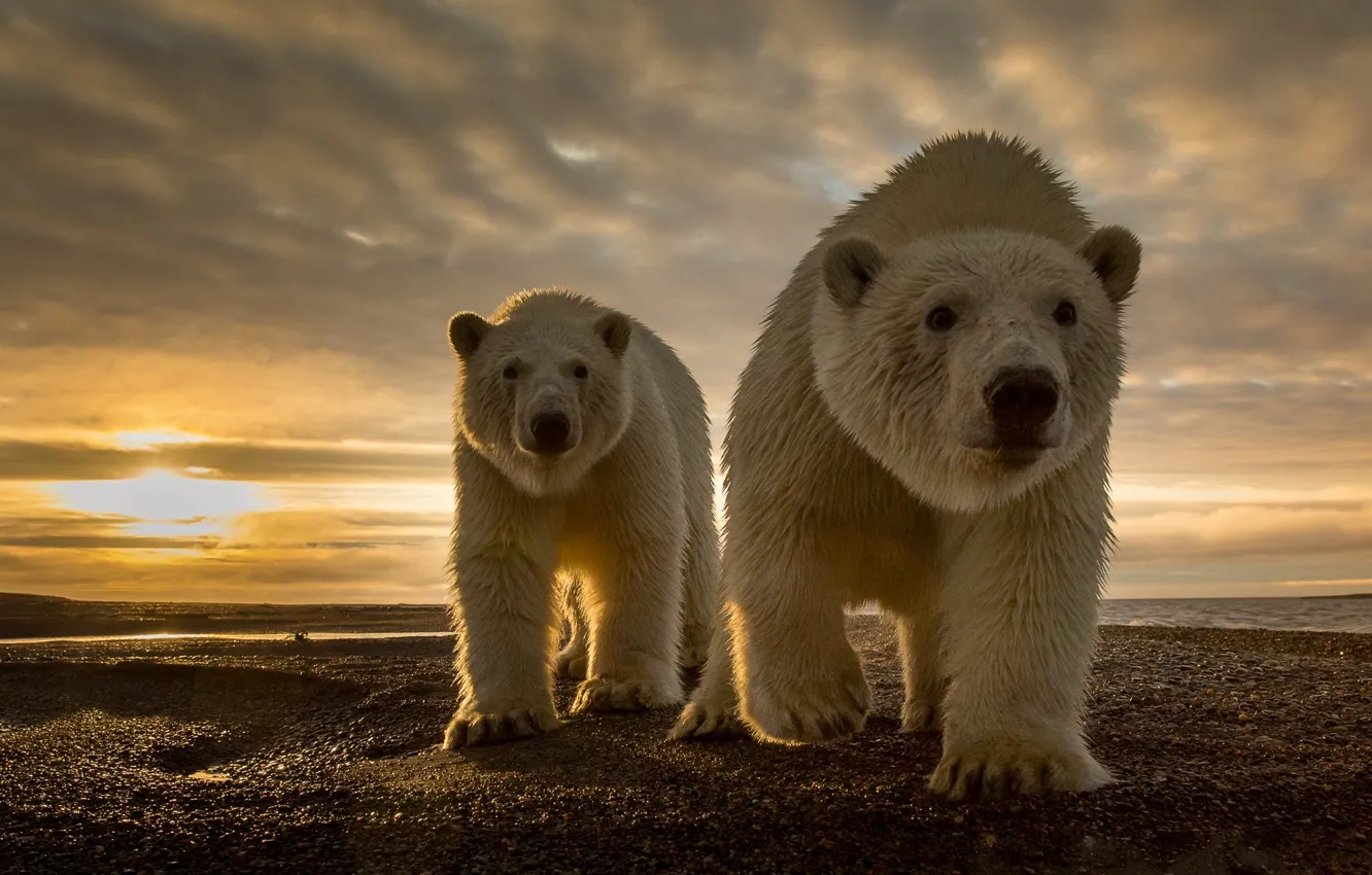 Фото обои природа, камни, побережье, хищники, северный полюс, белые медведи