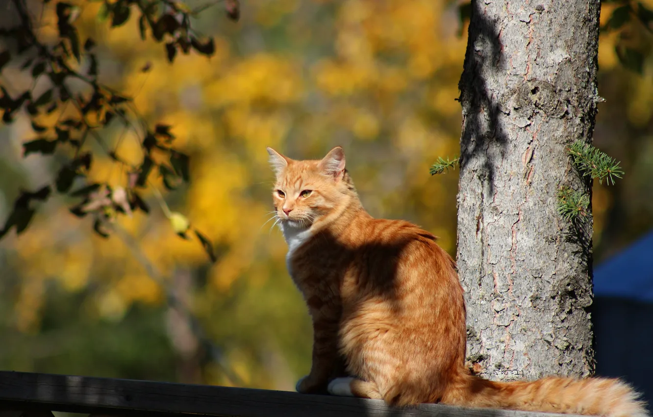 Фото обои осень, кошка, кот, свет, дерево, забор, ветка, рыжий