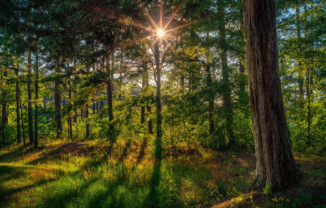 Фото обои зелень, лес, лето, солнце, лучи, свет, деревья, тени