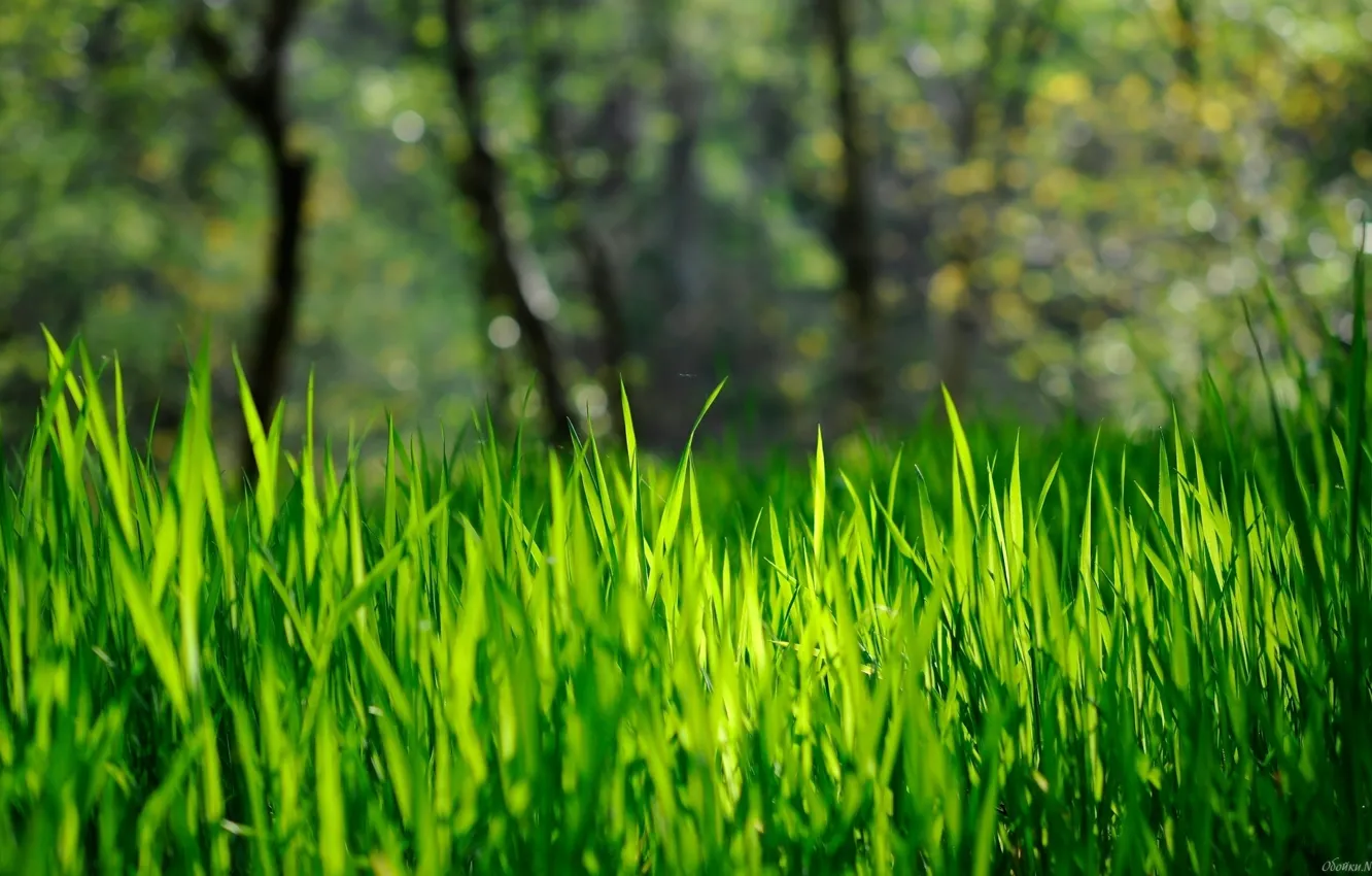 Фото обои лес, трава, солнце, деревья