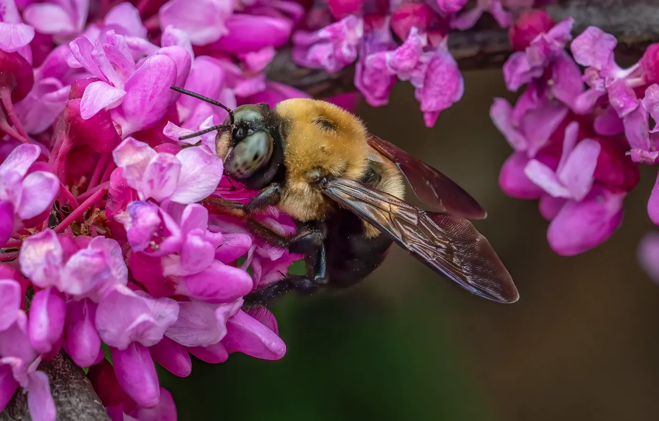Фото обои макро, цветы, ветки, пчела, весна, насекомое, розовые, цветение